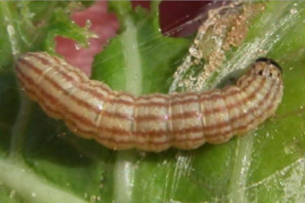 Cabbage webworm (CW)