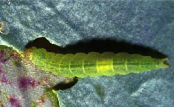 Diamondback moth (DBM)