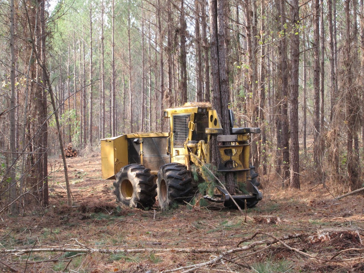 Harvesting Timber