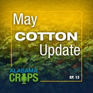May Cotton Update