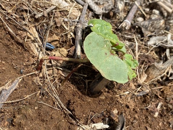 Figure 5. Severed and partially chewed cotton seedlings, likely a result of grasshopper feeding.