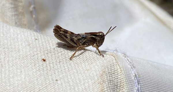 Figure 1. Immature differential grasshopper.