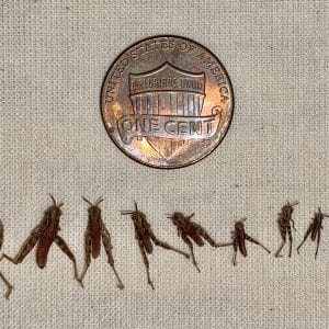 Figure 4. Relative size of immature grasshoppers that have merged during a 14-day period.