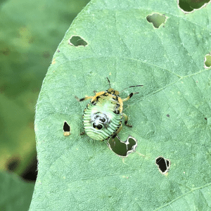 Figure 2. Late instar immature green stink bug