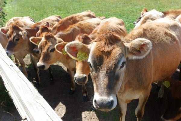 Jersey cows eating out of trough