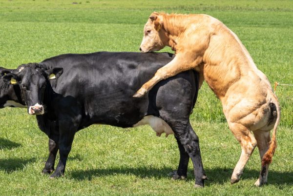 A young bull mounting a cow