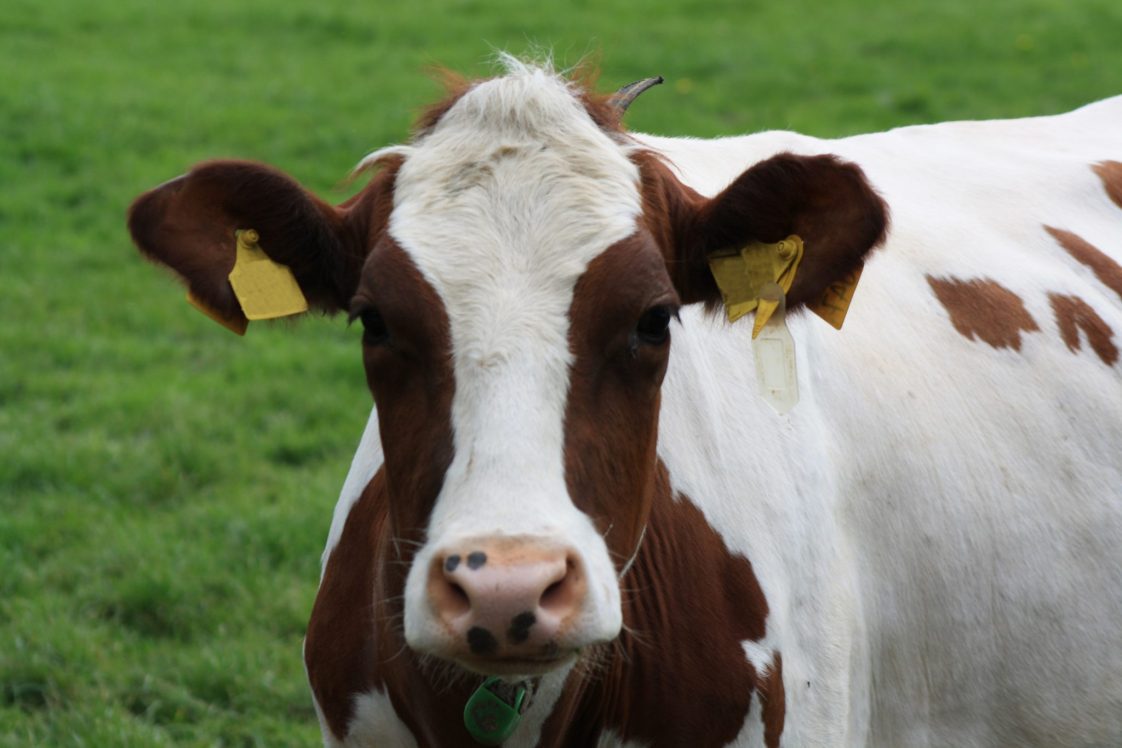 Detecting Estrus in Dairy Cattle - Alabama Cooperative Extension System