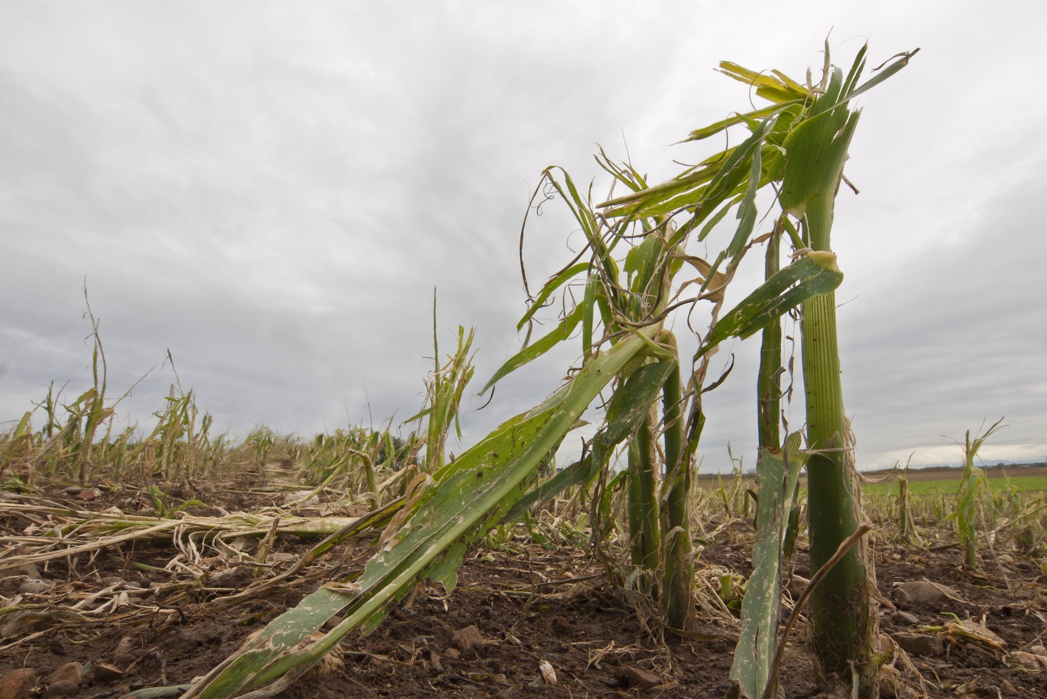Damaged corn crops in the field
