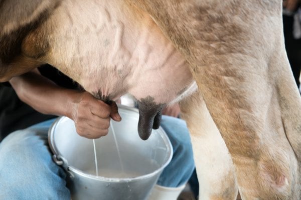 Hand milking a cow