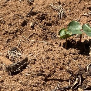 Figure 3. Differential grasshopper next to a cotton seedling.