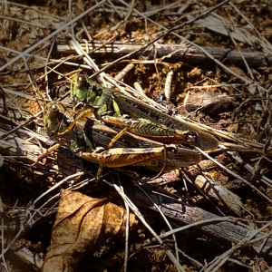 Figure 2. Adult differential grasshoppers.