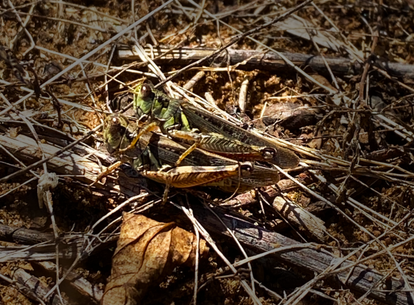 Figure 2. Adult differential grasshoppers.
