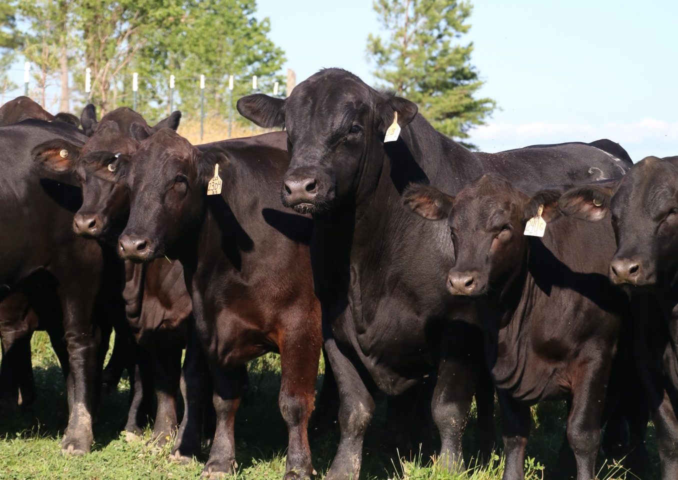 Angus beef cattle