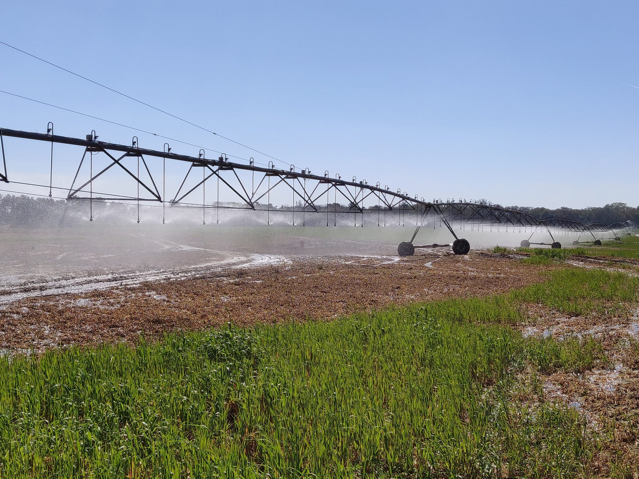 Irrigation pivot in operation