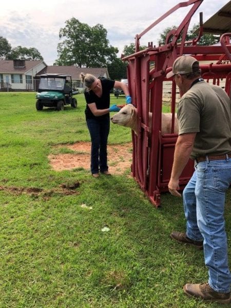 Applying fly tags to a cattle herd