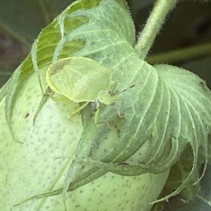 Figure 8. Adult southern green stink bug