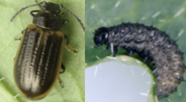 Yellow-margined leaf beetle (YMLB)