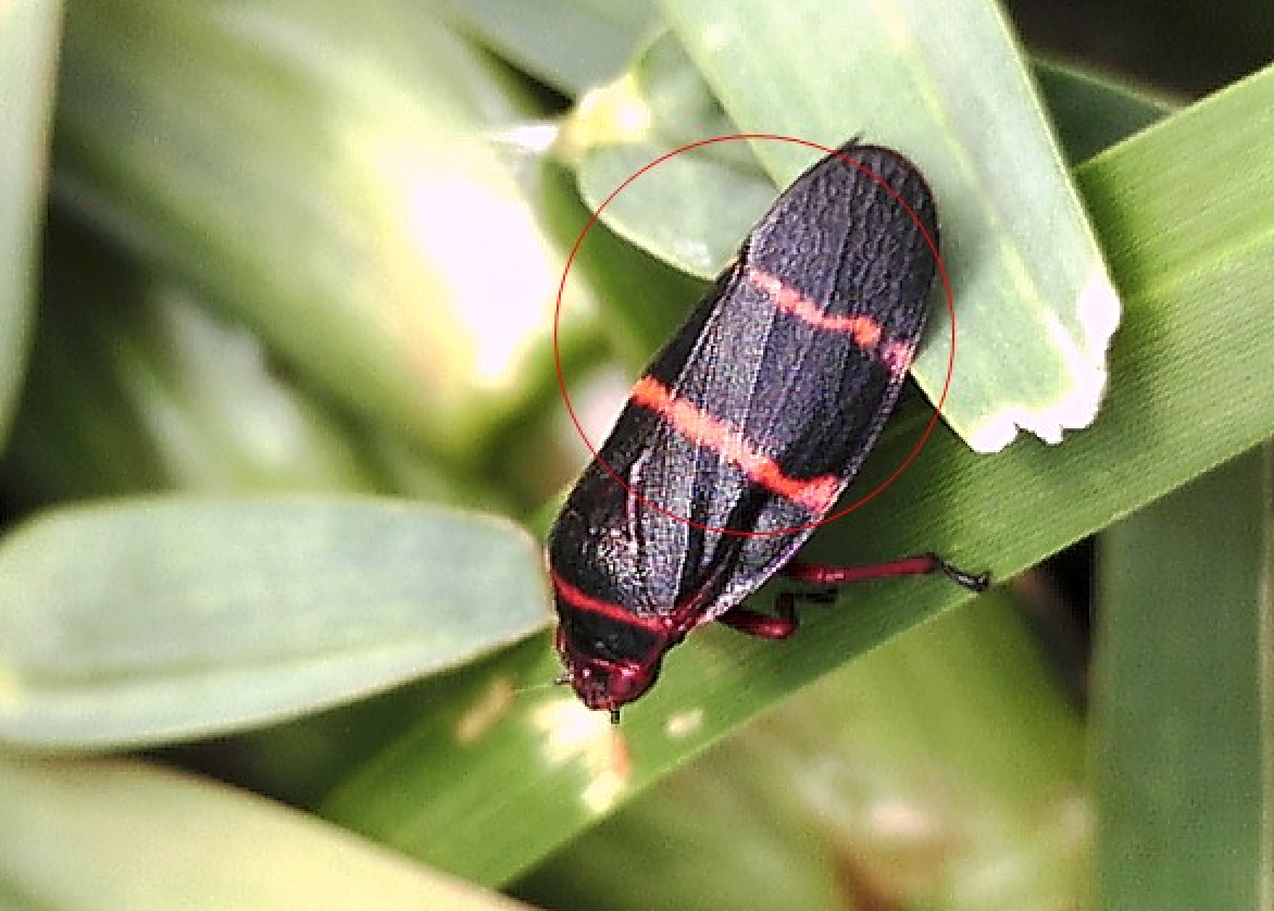 Two-lined spittlebug adult on St. Augustine grass.