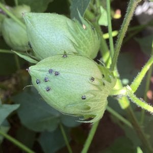 Figure 12. Stink bugs on a cotton boll