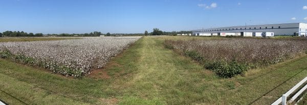 Figure 7. Effects of cotton managed for stink bugs (left) and not treated for stink bugs (right)