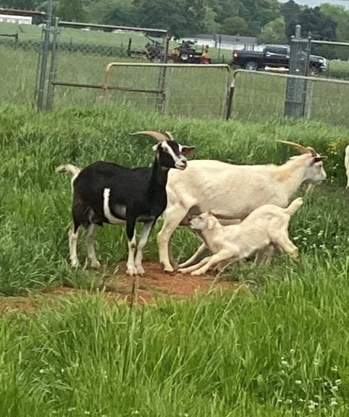 Kiko goat does and a nursing Kiko kid.