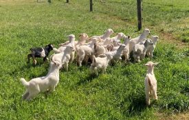 Goat kids in a pasture