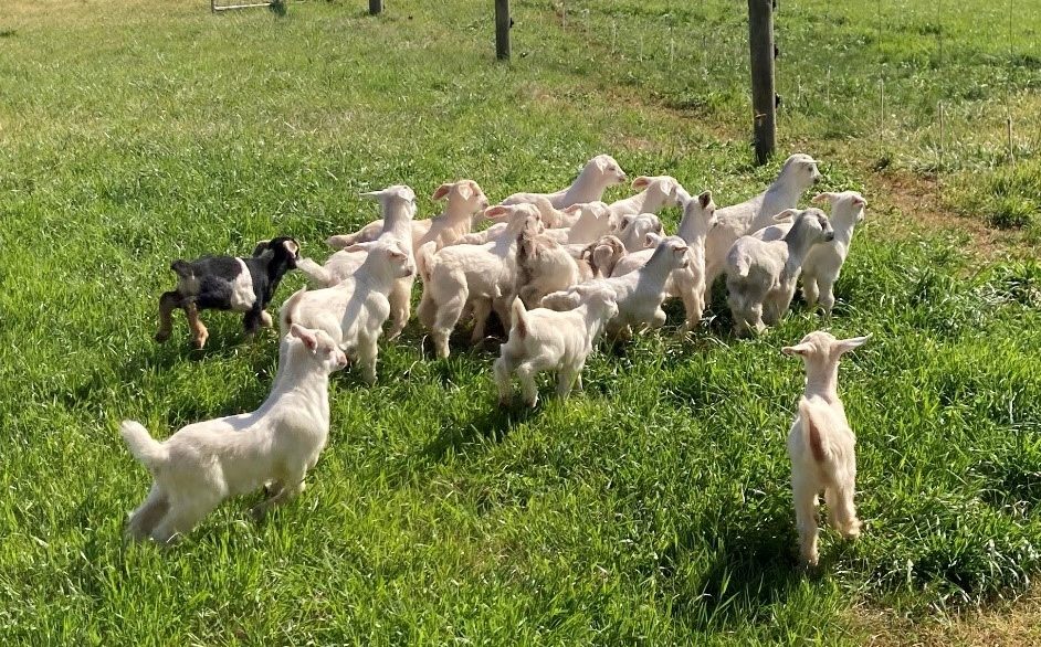 Goat kids in a pasture