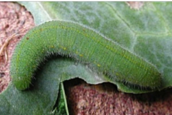 Cabbage butterfly/ Imported cabbageworm (ICW)