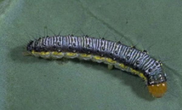 Cross-stripped cabbageworm (C-CW)