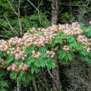 Mimosa Tree