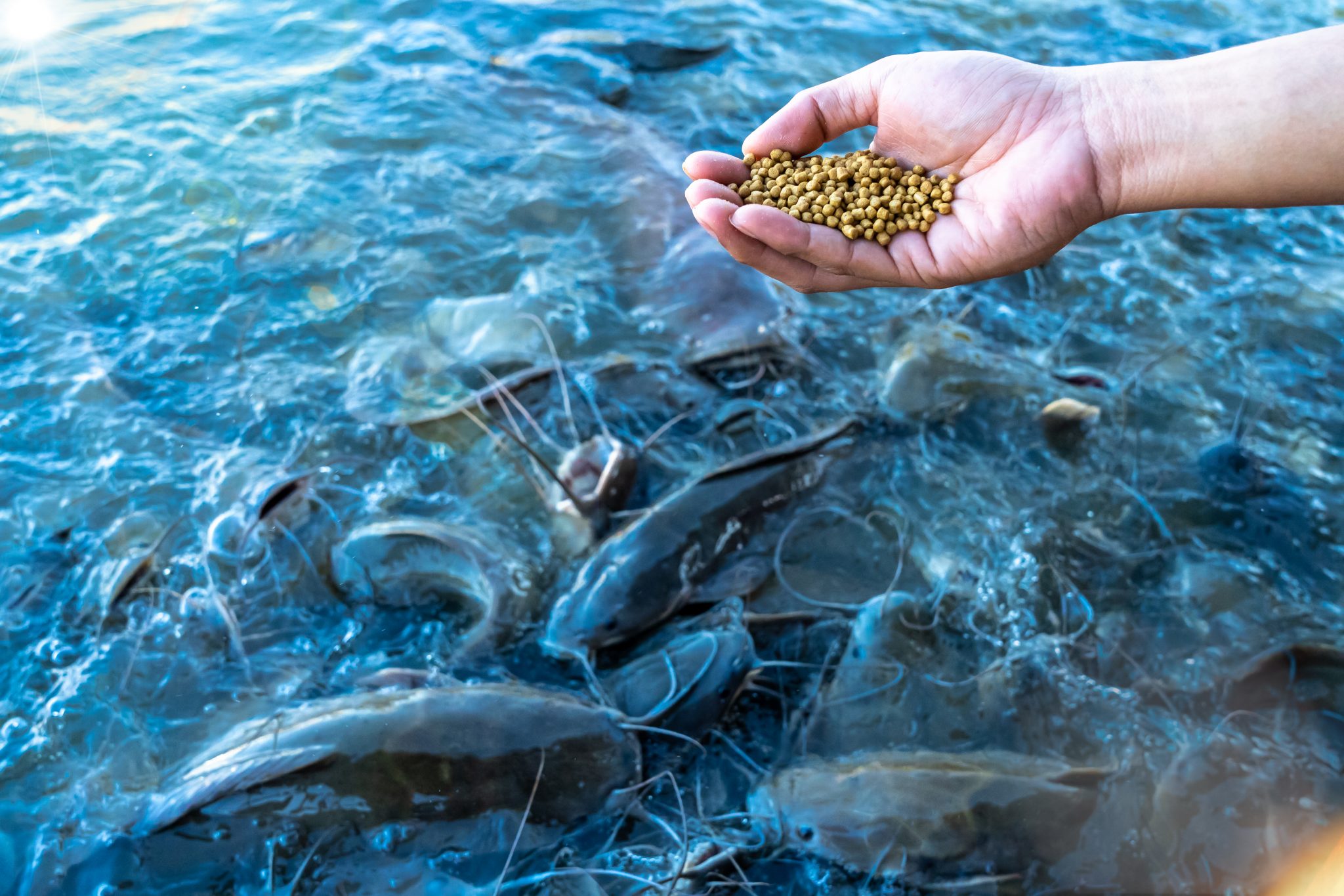 A man's hand feeding catfish in the pond