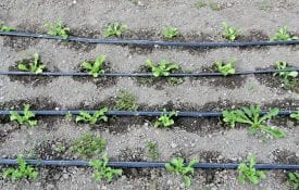Drip Irrigation on Lettuce