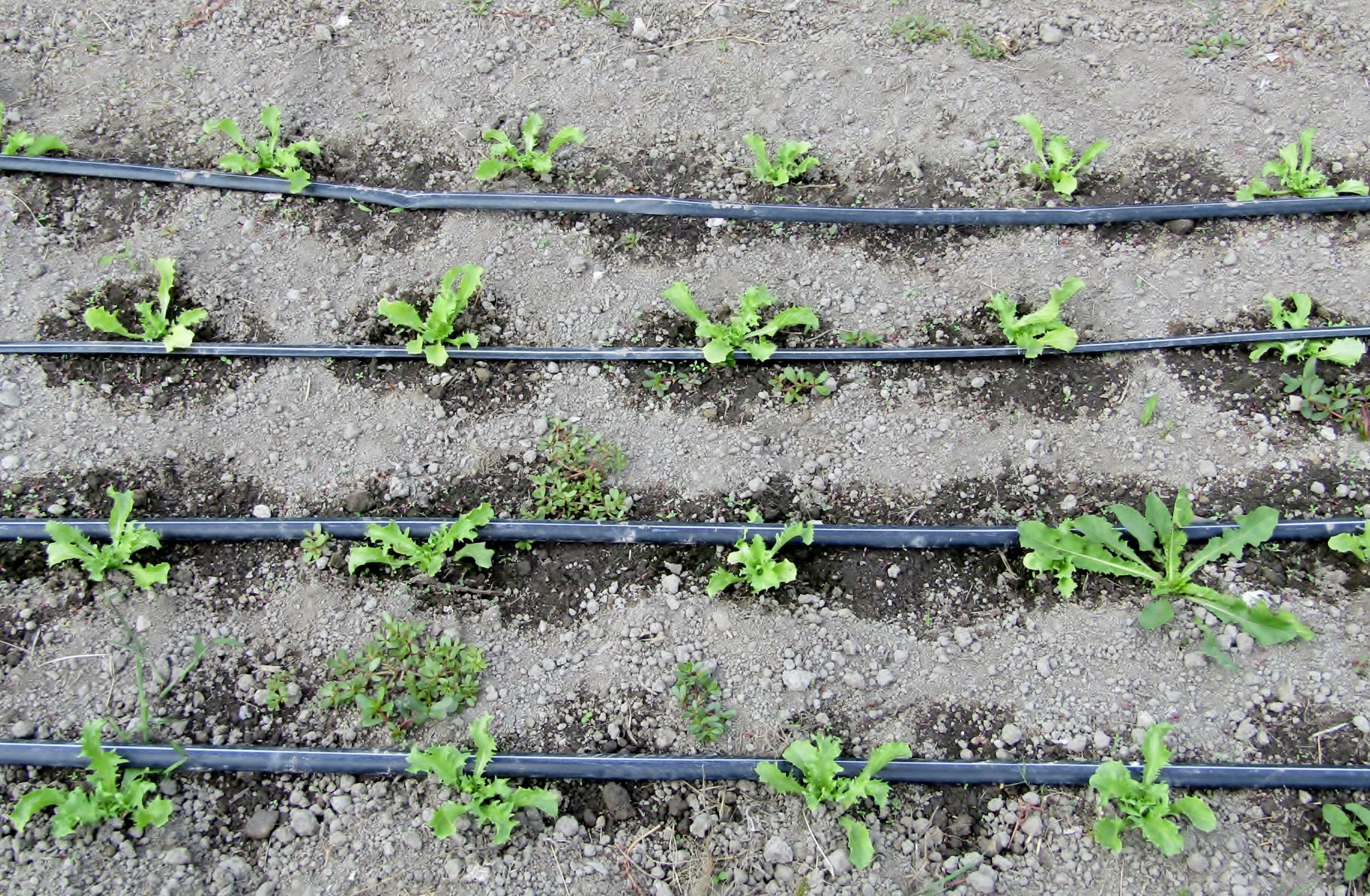 Drip Irrigation on Lettuce