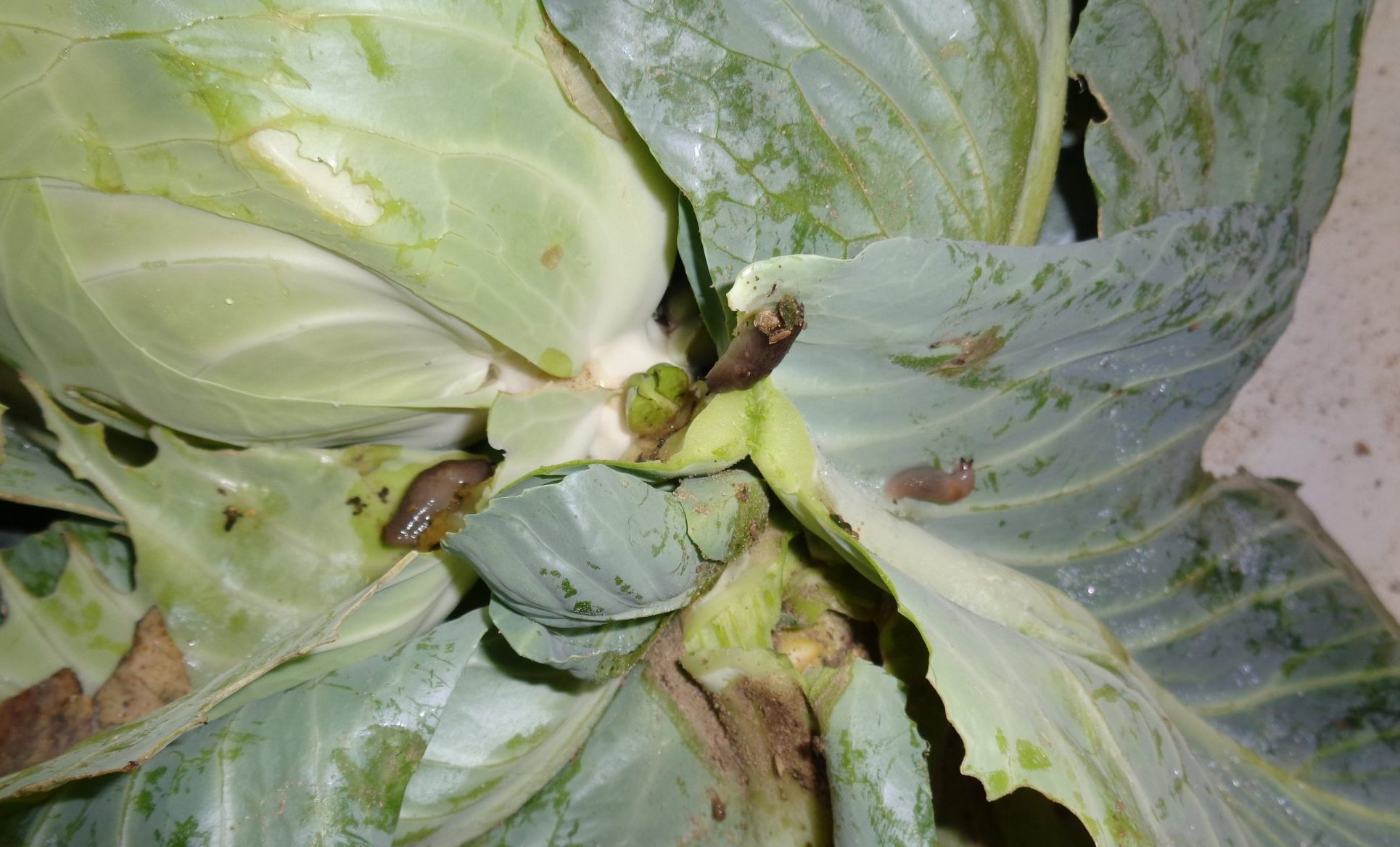 Figure 2. Slug infestation in cabbages during wet weather can lead to direct produce loss and contamination.