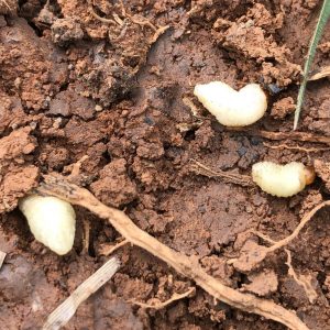 Figure 1. Billbugs in soil as legless white grubs found at the root zone.