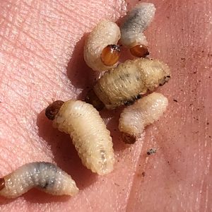 Figure 2. Billbugs from an infested sod farm in Alabama. Note the hardened head capsule and lack of legs.