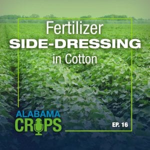 Episode 16 - Fertilizer Side-Dressing in Cotton
