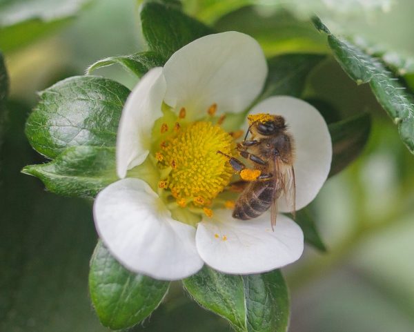 Figure 4. Pollinator foraging on a strawberry flower.