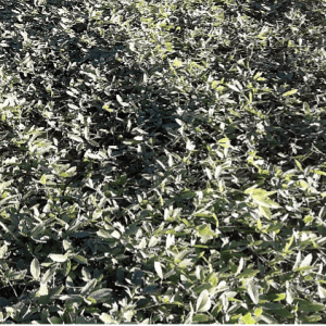 Figure 2. Rhizoma peanut can be used for hay production or grazing.