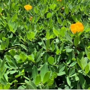 Figure 1. Rhizoma perennial peanut stand.