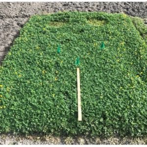 Figure 4. ‘Chico’ variety planted at Hague, Florida. (Photo credit: Katie Cooley)