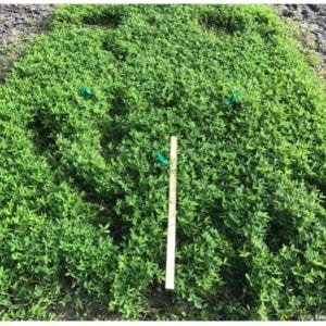 Figure 3. ‘UF Tito’ variety planted at Hague, Florida. (Photo credit: Katie Cooley)