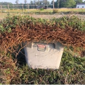 Figure 5. Two perspectives of a rhizome mat of a mature rhizoma peanut stand. (Photo credits: Lynn E. Sollenberger [top] and Param Aryal [bottom]).