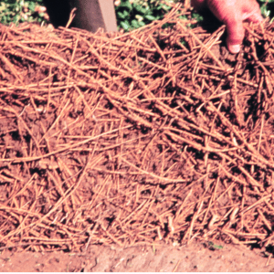 Figure 5. Two perspectives of a rhizome mat of a mature rhizoma peanut stand. (Photo credits: Lynn E. Sollenberger [top] and Param Aryal [bottom]).