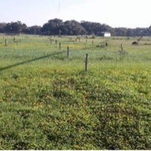 Figure 6. Rhizoma peanut pastures in monoculture (top) and in mixture with bahiagrass. (Bottom photo credit: Liza Garcia)