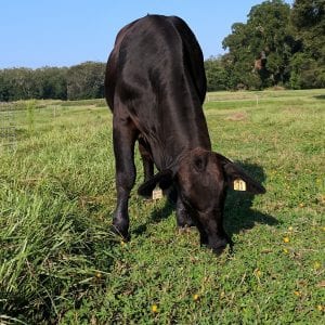 Figure 6. Rhizoma peanut pastures in monoculture (top) and in mixture with bahiagrass. (Bottom photo credit: Liza Garcia)