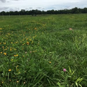 Figure 7. Strip-planting of rhizoma peanut into bahiagrass pastures before (left) and after establishment. (Photo credit: Jose C. B. Dubeux)
