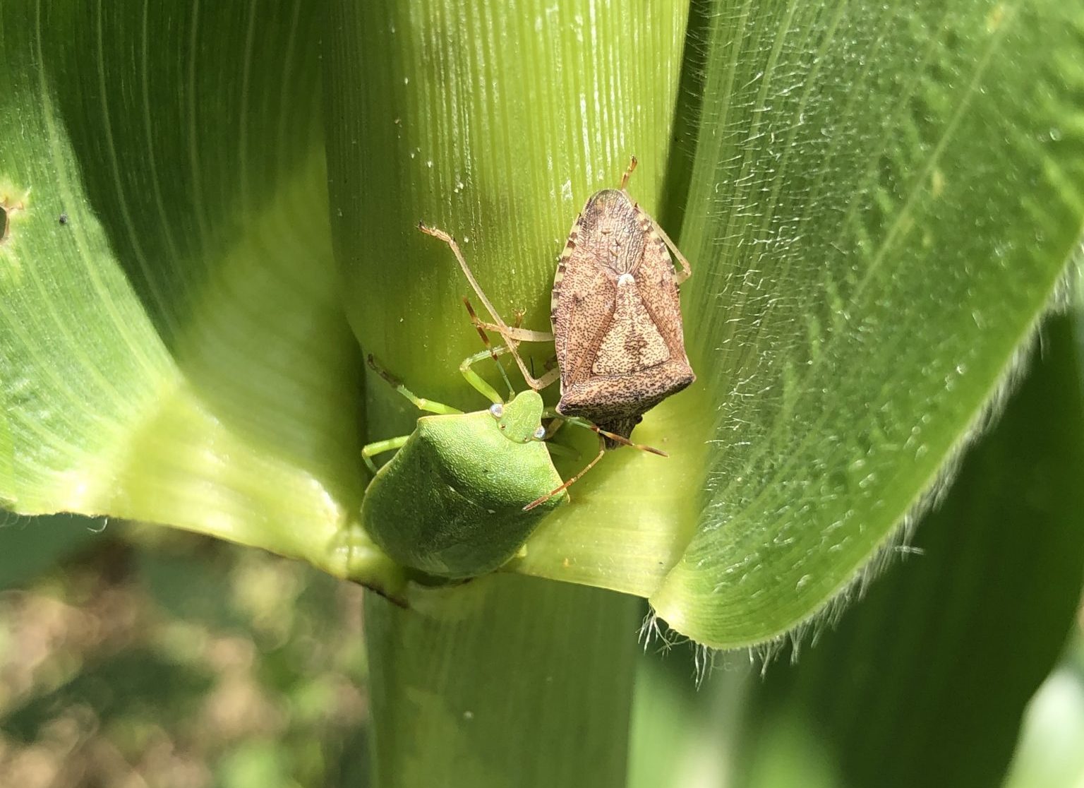 Stink bugs on corn
