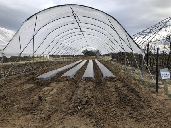 Figure 1. High tunnel with beds covered in black plastic mulch.