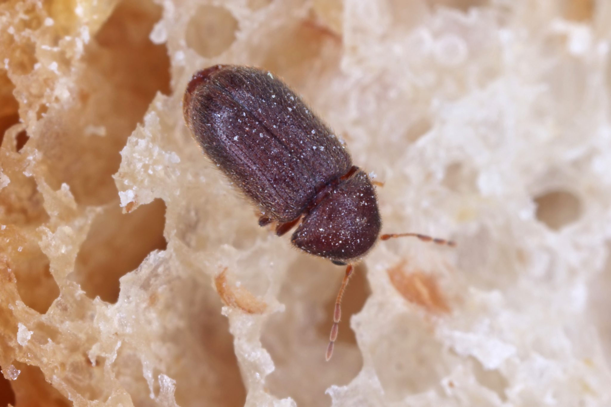 What Are The Small Brown Beetles In My Home? Drugstore Beetles - Alabama  Cooperative Extension System